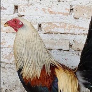 Meet your Posher, Elvis